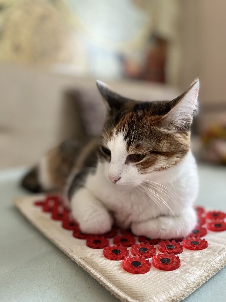 Photograph by Анастасия Медовник