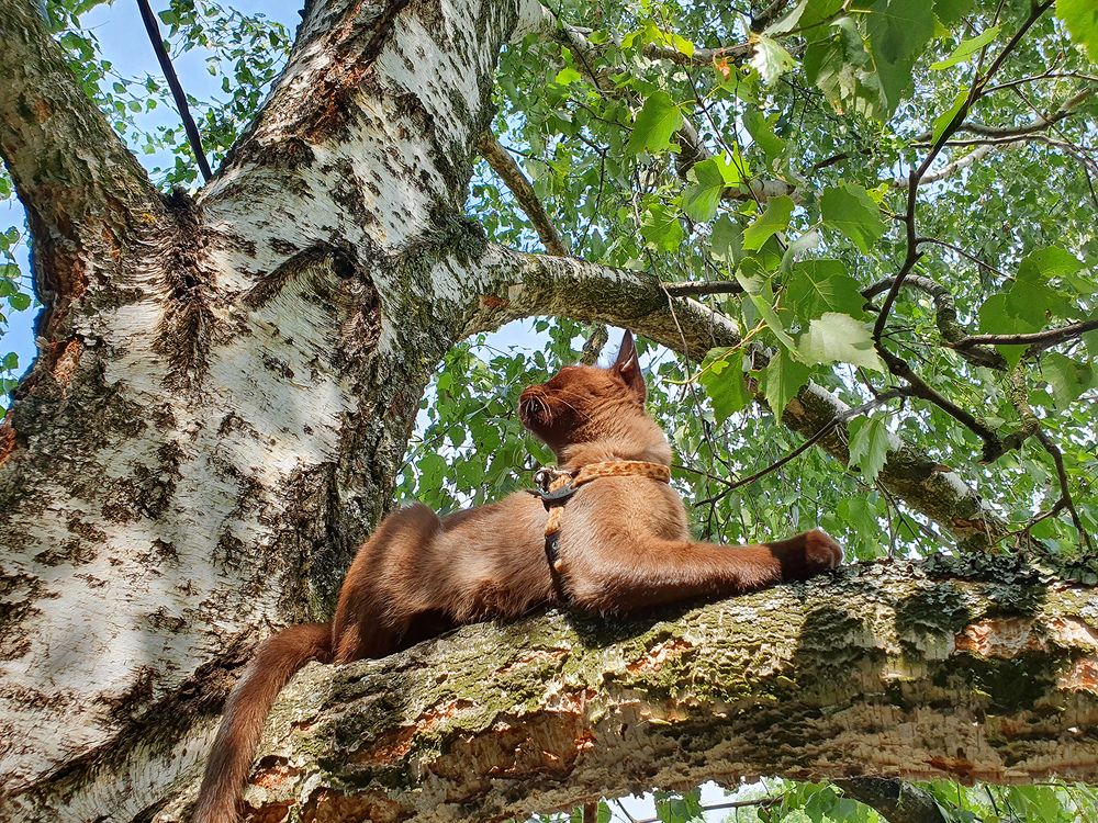 Фотография автора Надежда Лисицына
