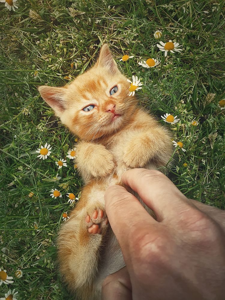 petting an orange kitten