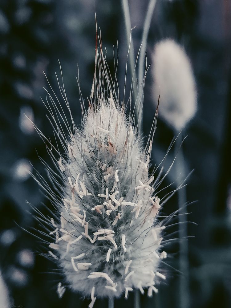 Photograph by Игорь Дудковский