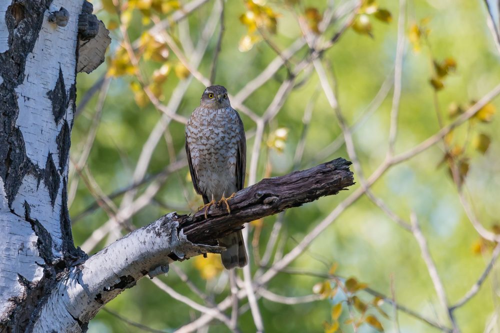 Перепелятник
