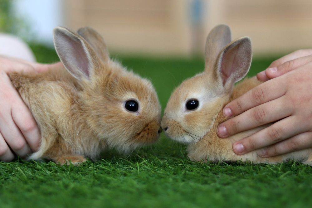 Photograph by Юлия Трап