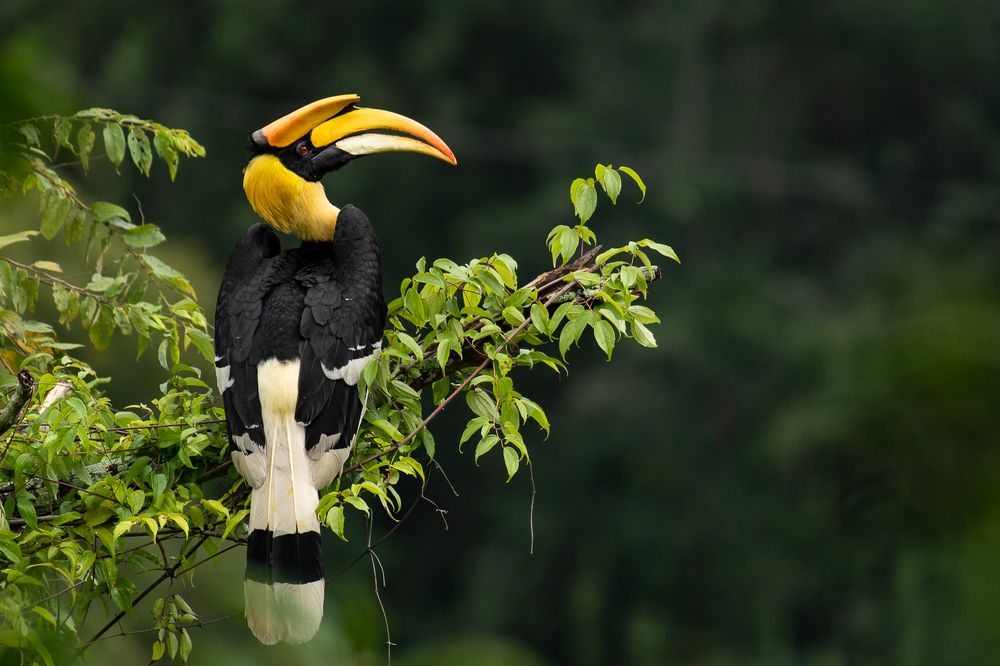 Great Pied Hornbill