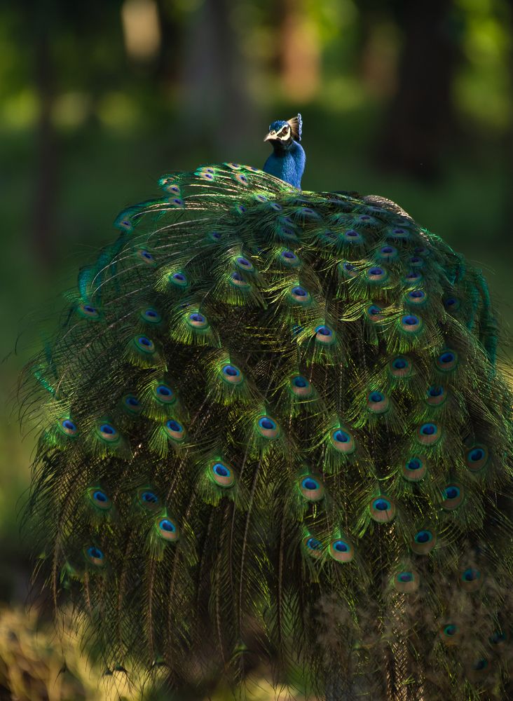 Elegant Beauty Peafowl