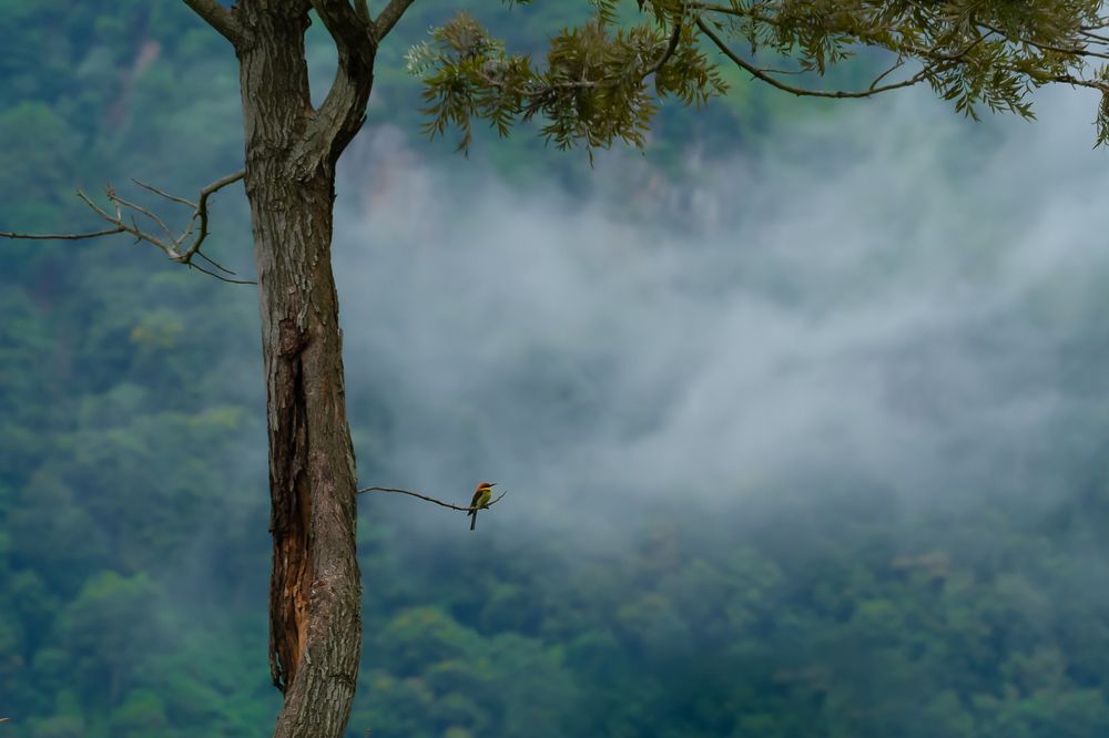 Misty Morning at Westernghats with Chestnut headed Bee-eater