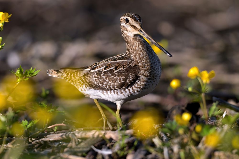 Гордый бекас