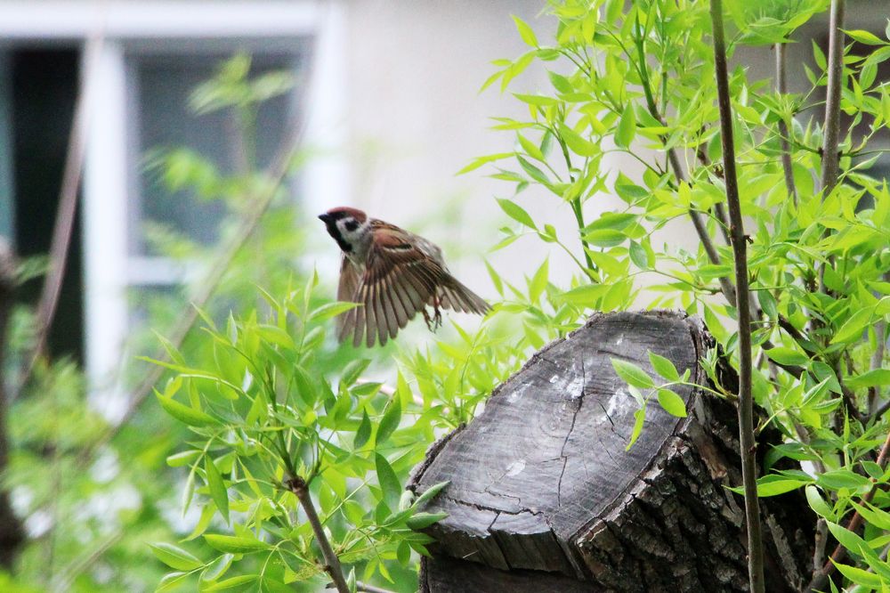 Непоседа воробей