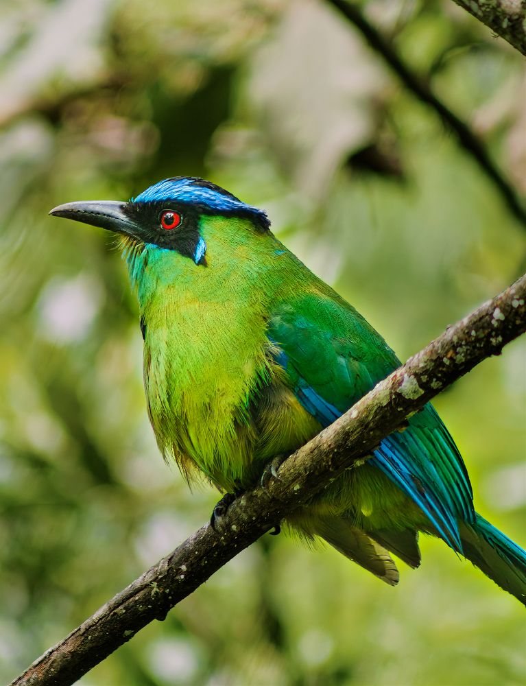 Photograph by Ricardo A. Restrepo L.