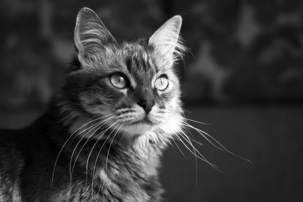 Photograph by Юрий Прокофьев