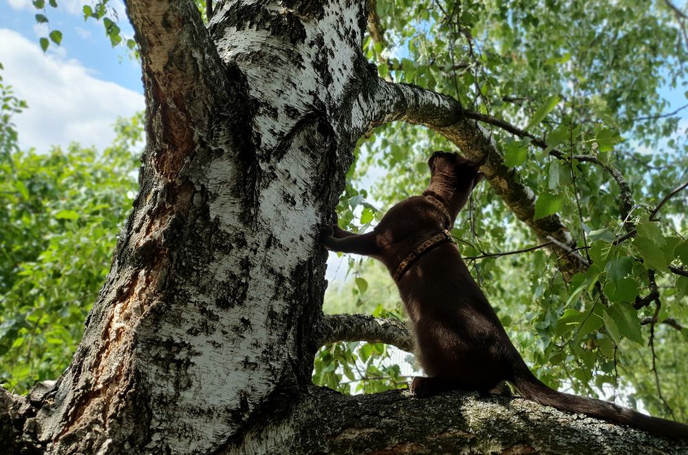 Фотография автора Надежда Лисицына