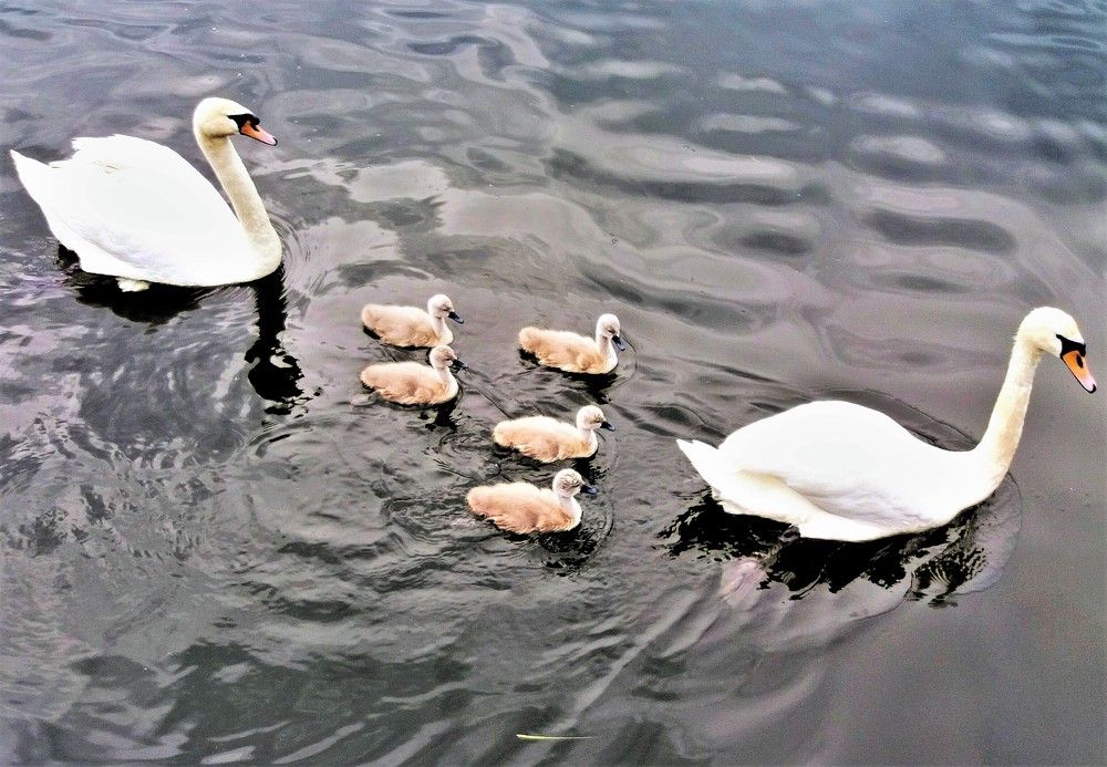 Photograph by Сергей Журавлев