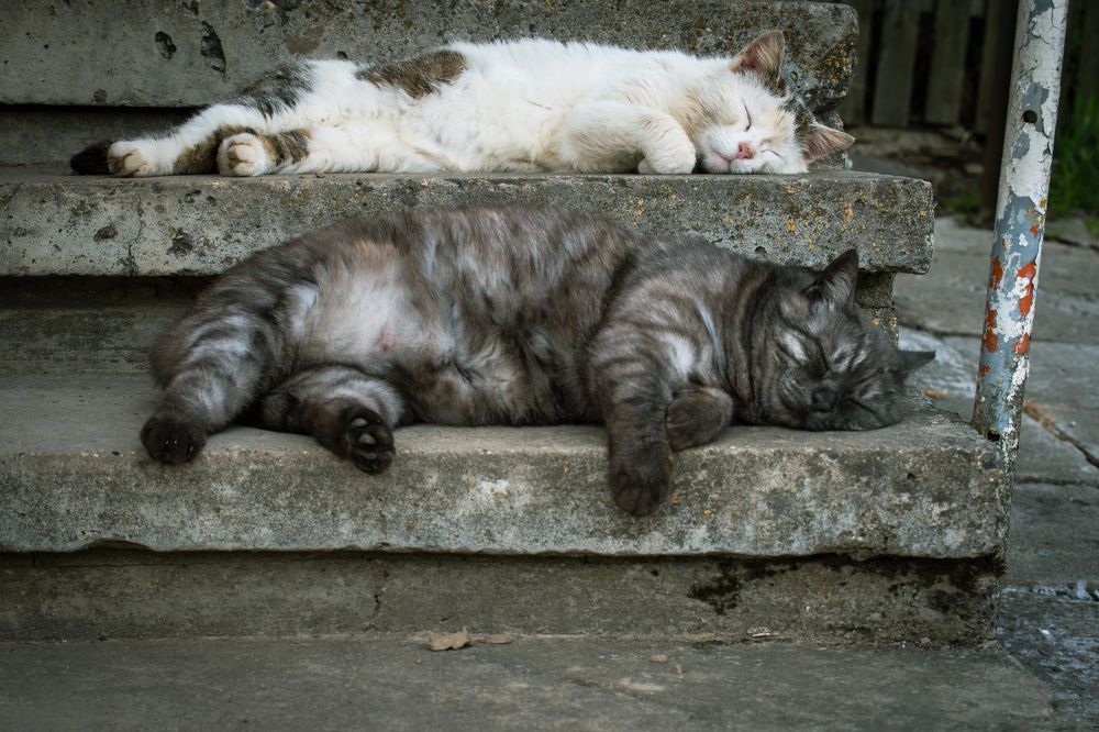 Двое из ларца