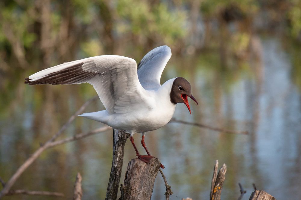Фотография автора Александр Буренко