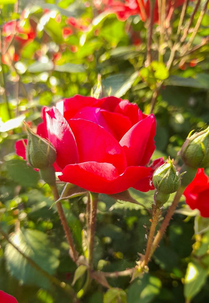 Photograph by Ирина Дмитриенко