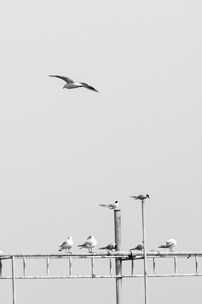 Photograph by abolfazl shahmiry