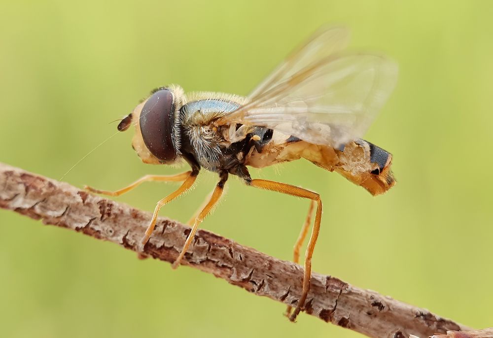 Photograph by Soheil Shahbazi