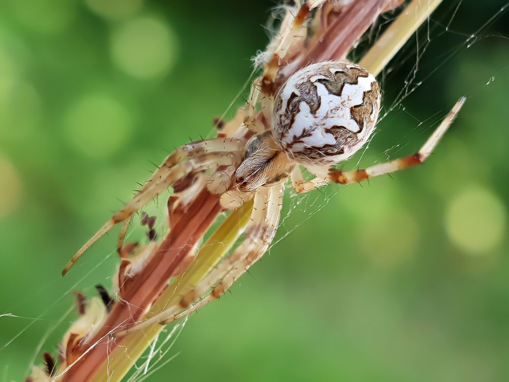 Photograph by Soheil Shahbazi
