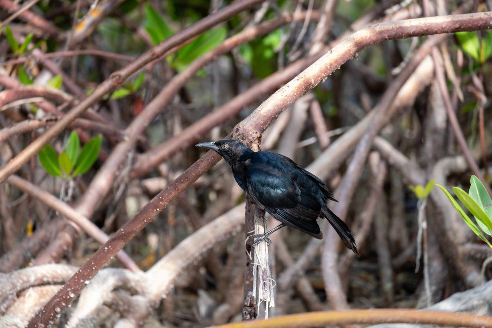 Photograph by Михаил Серебренников