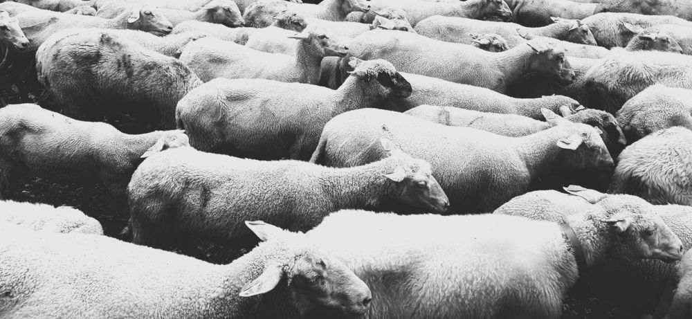 Фотография автора Josef Nový