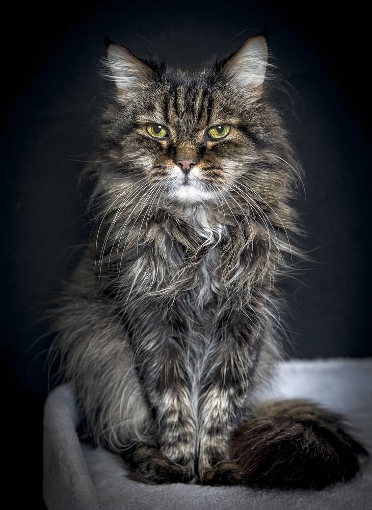 Фотография автора Евгений Печенин