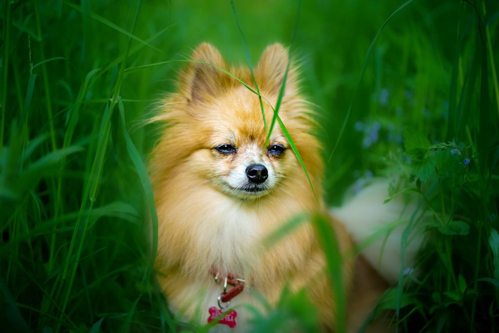 Фотография автора Алиса Чурчудесная