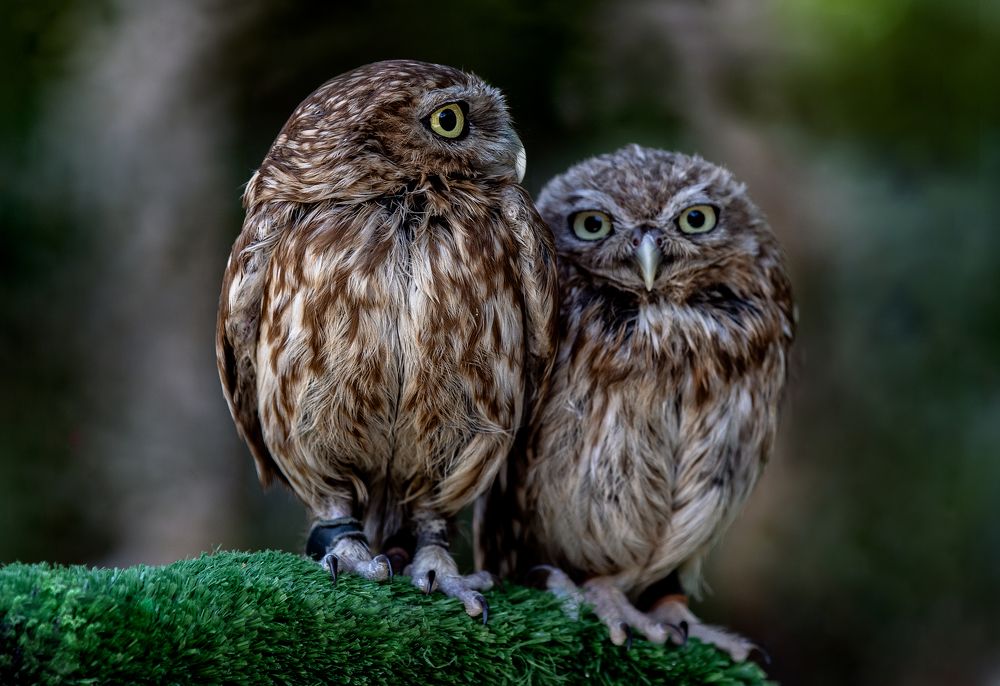 Photograph by Rasoul