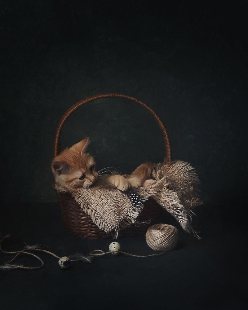 Фотография автора Виктория Шаманова