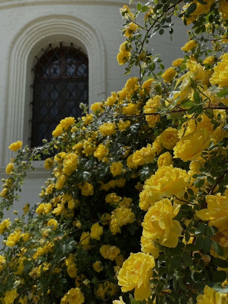 Photograph by Елена