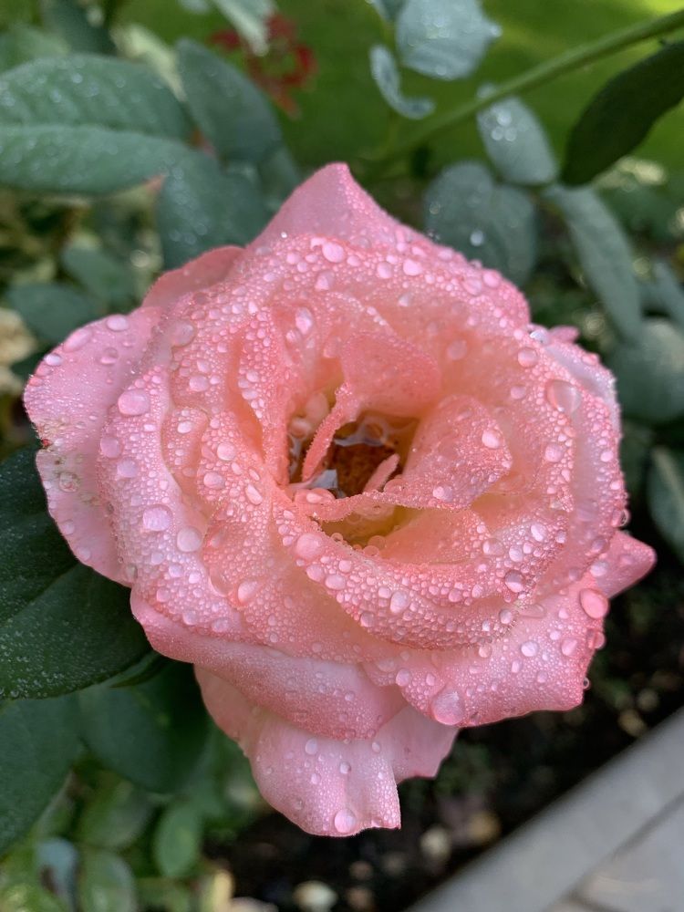 Photograph by Елена