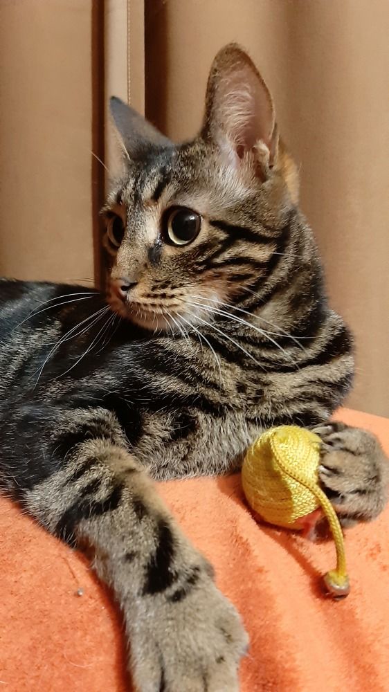 Мой котейка.