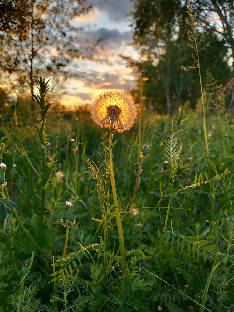 Пушистое солнышко