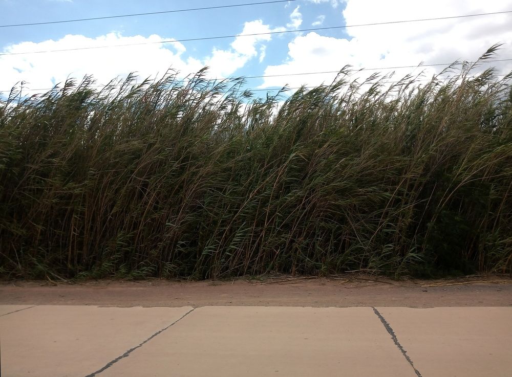 Photograph by Guillermo Topp