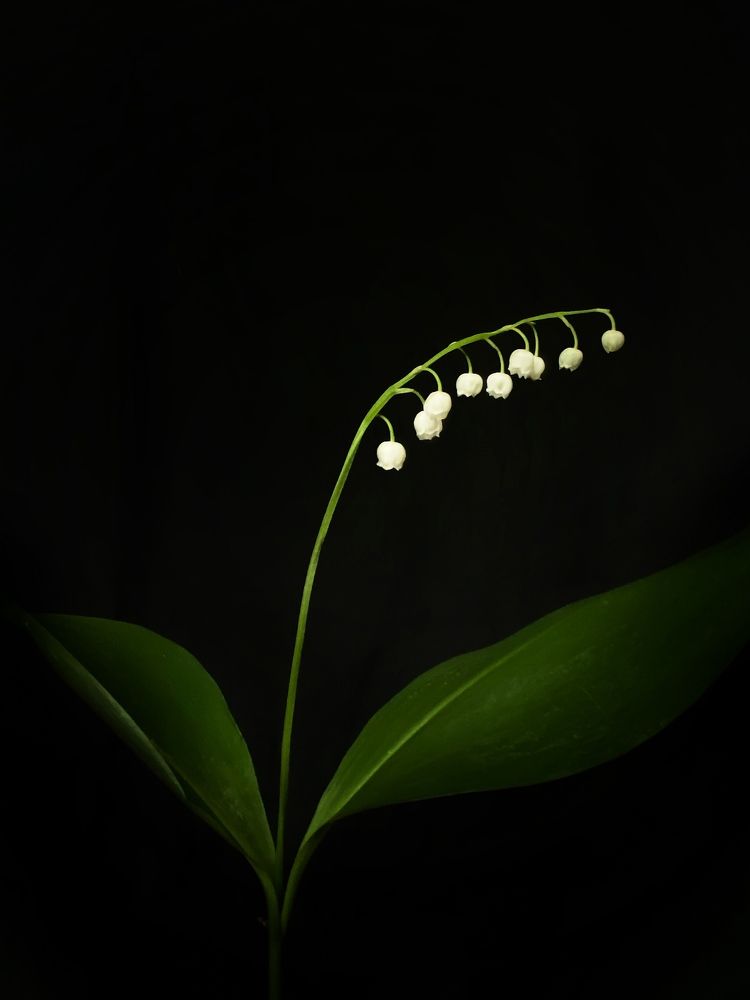 Photograph by Ольга Уласик