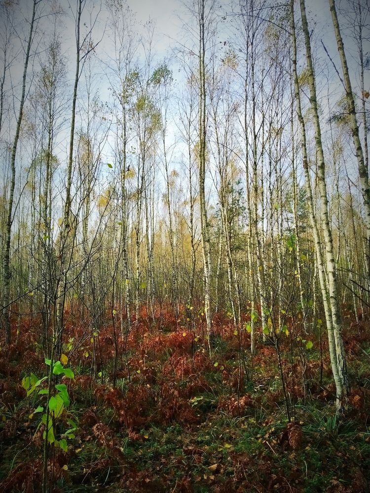 Photograph by Владимир Воложинский