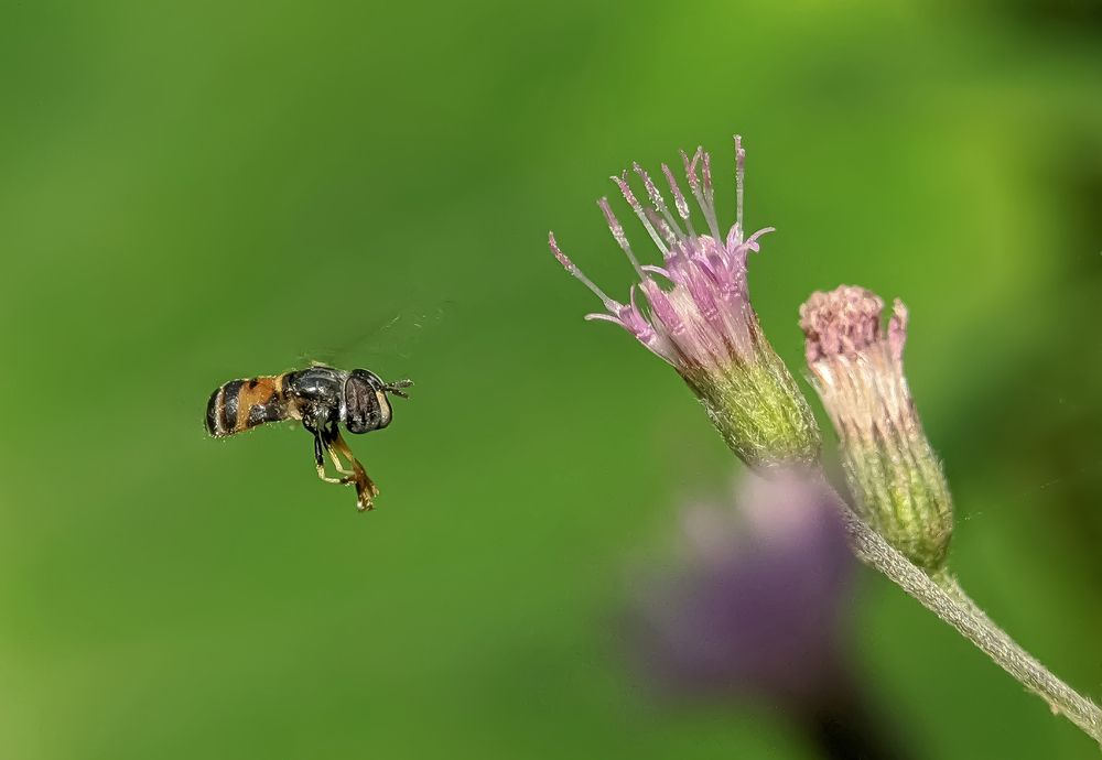 ॥ HOVERFLY FLYING SHOT॥