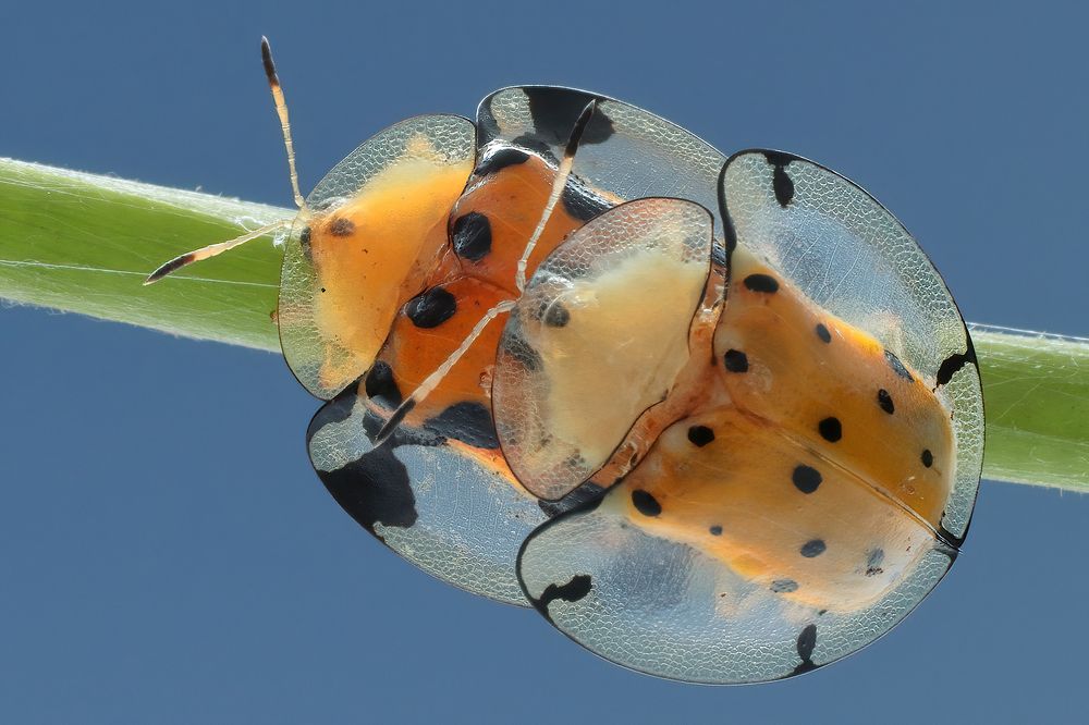 Photograph by Chen-You Li