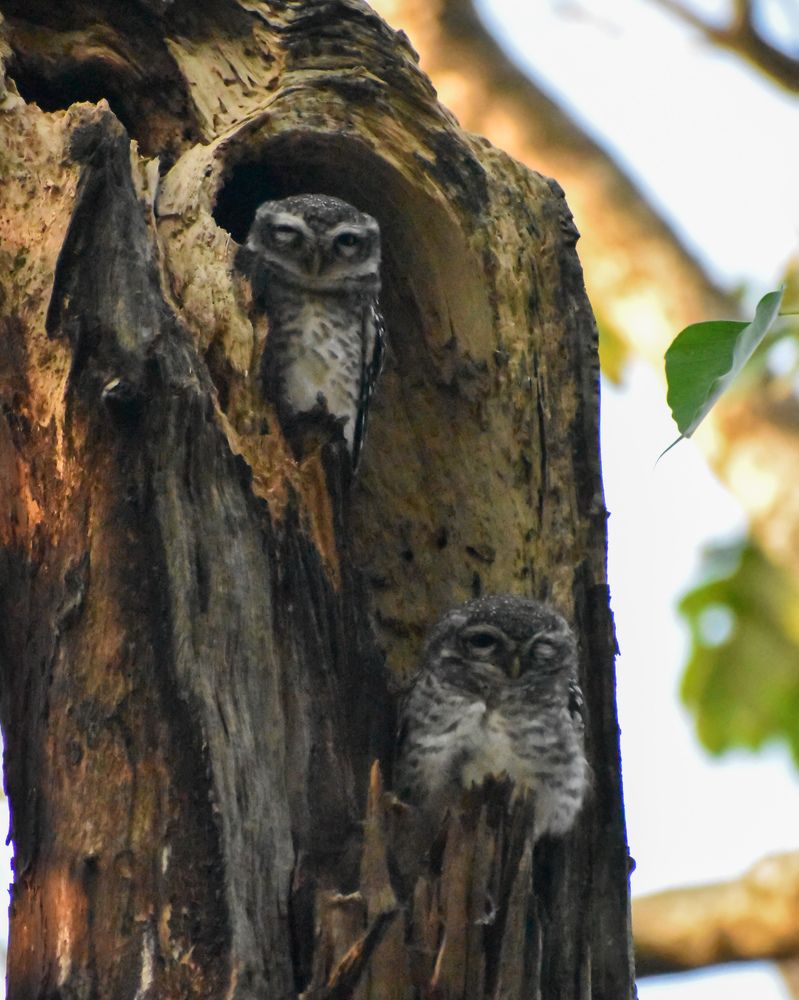 Photograph by Ajeesh A