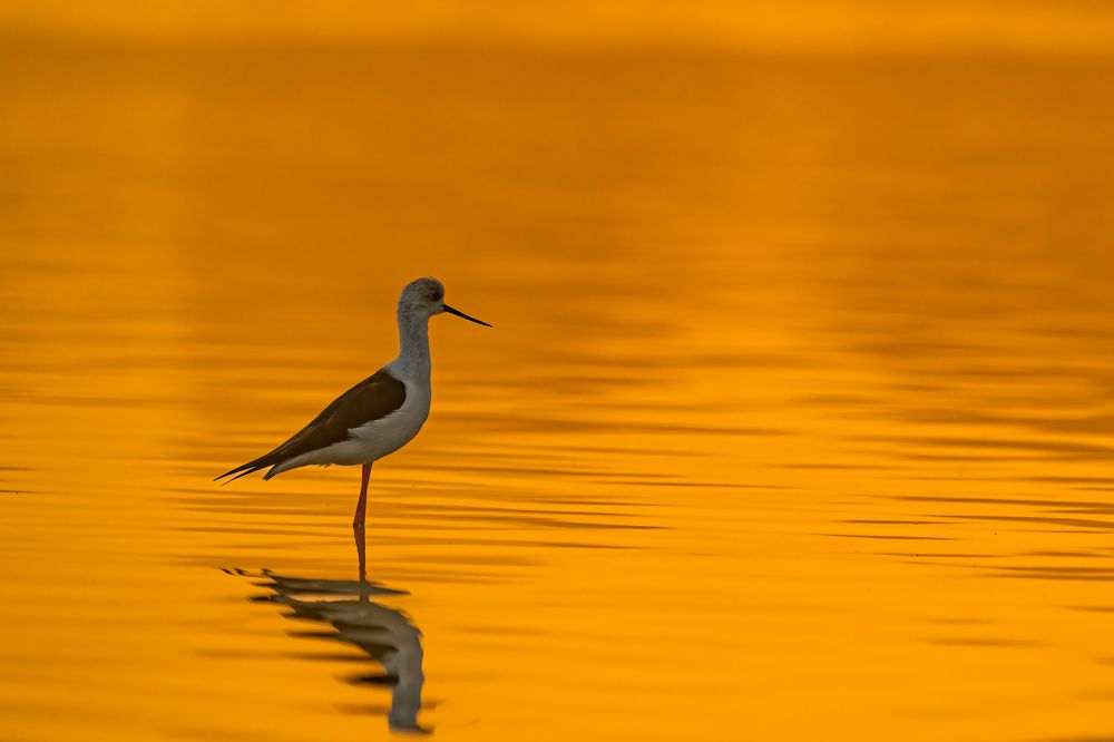 Photograph by DEEPA GIRISH