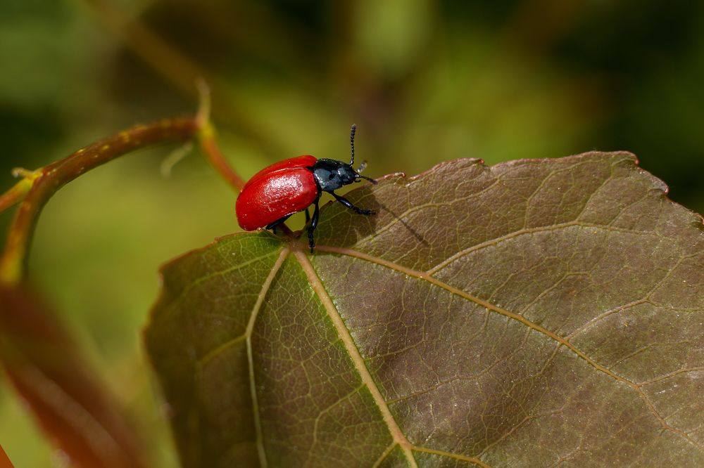 Photograph by Руслана Валеева