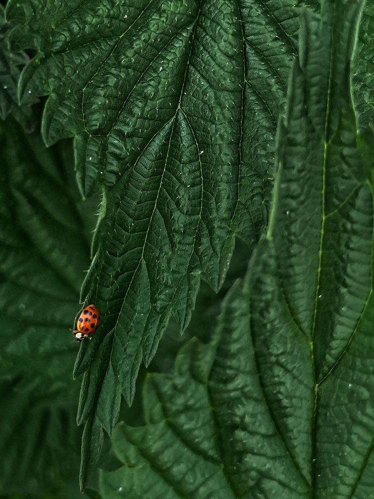 Photograph by Александра