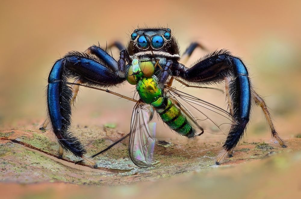 Jumping Spiders Hunting