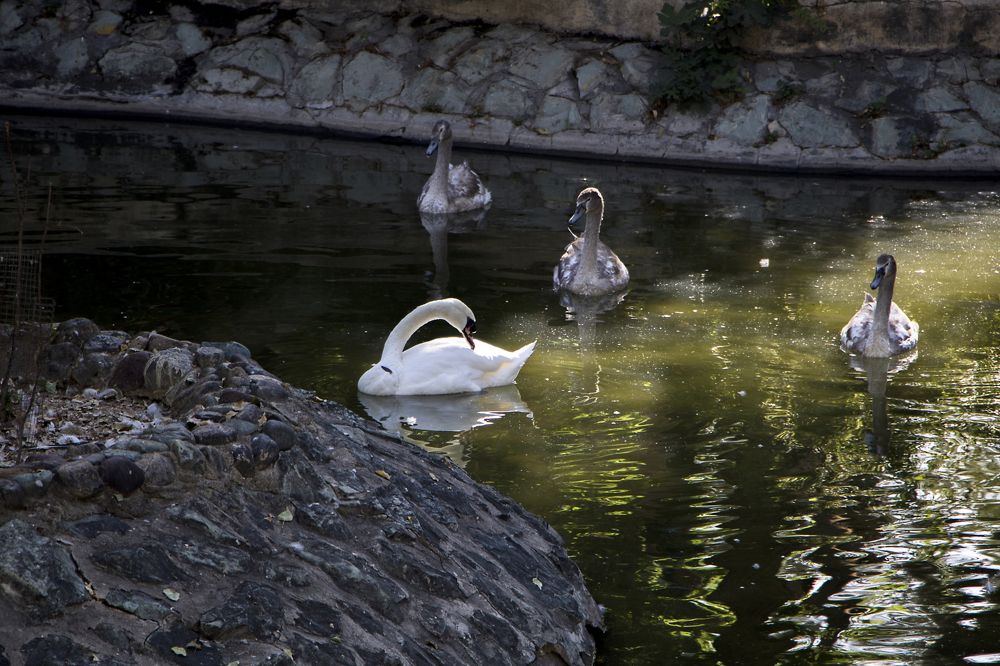 Photograph by Mohsen Khani