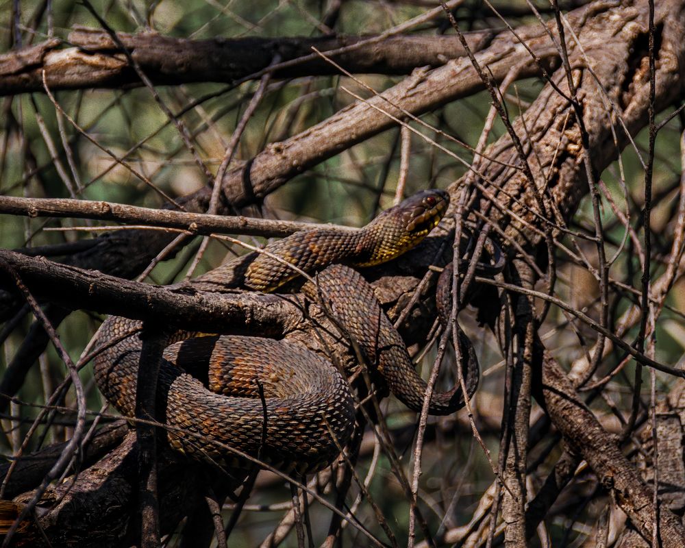 Treebound Water Snake