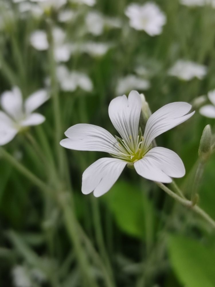 Photograph by Ирина Подлубная