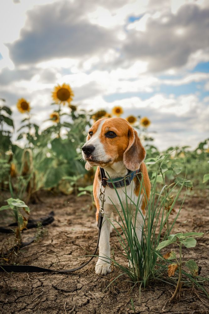 Мамино солнце