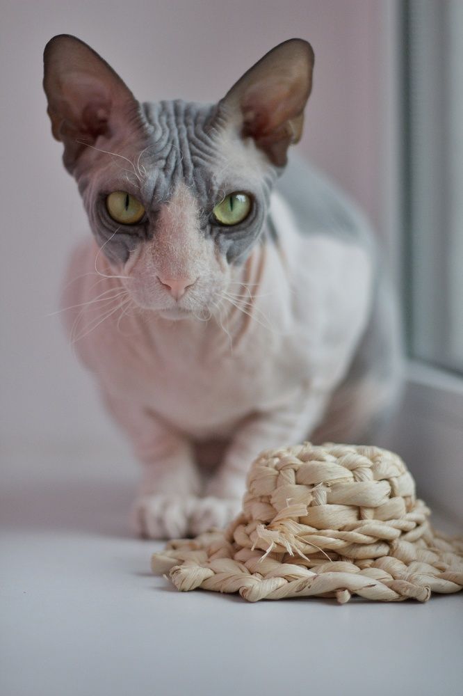 Фотография автора Татьяна Степанова