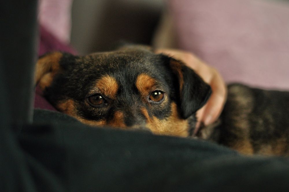 Photograph by Елена Леоненко