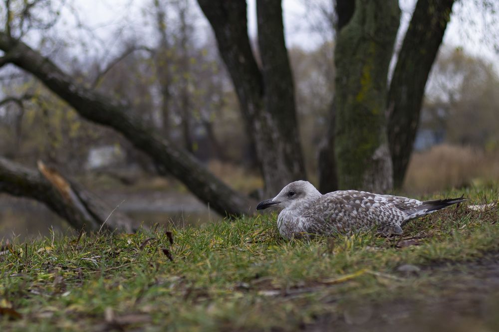 Фотография автора Татьяна Степанова