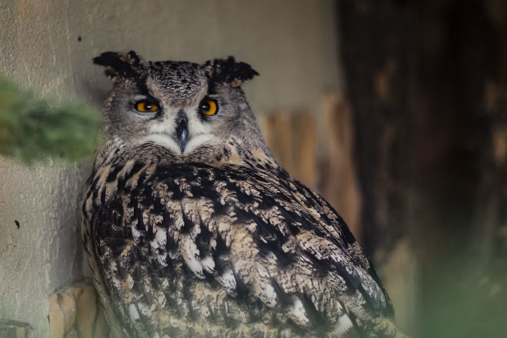 Фотография автора Татьяна Степанова