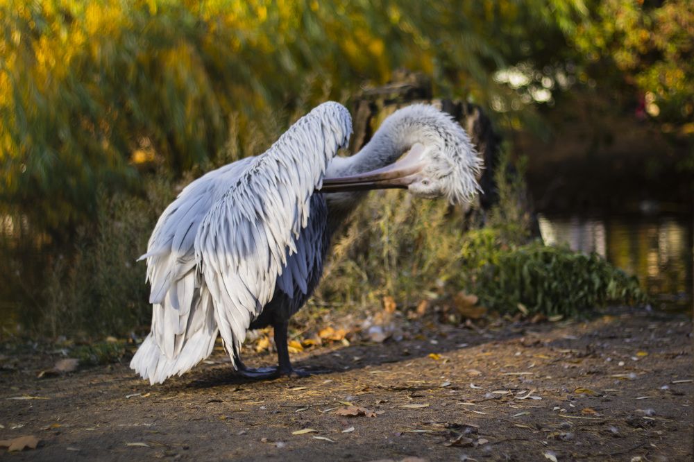 Фотография автора Татьяна Степанова